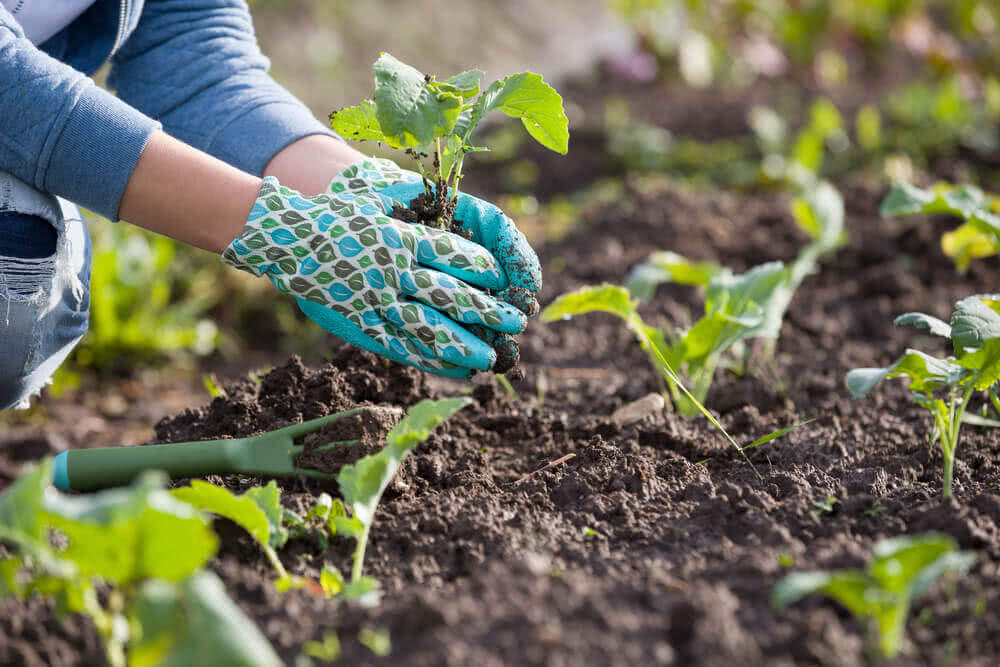 Why Is Gardening a Wonderdrug?