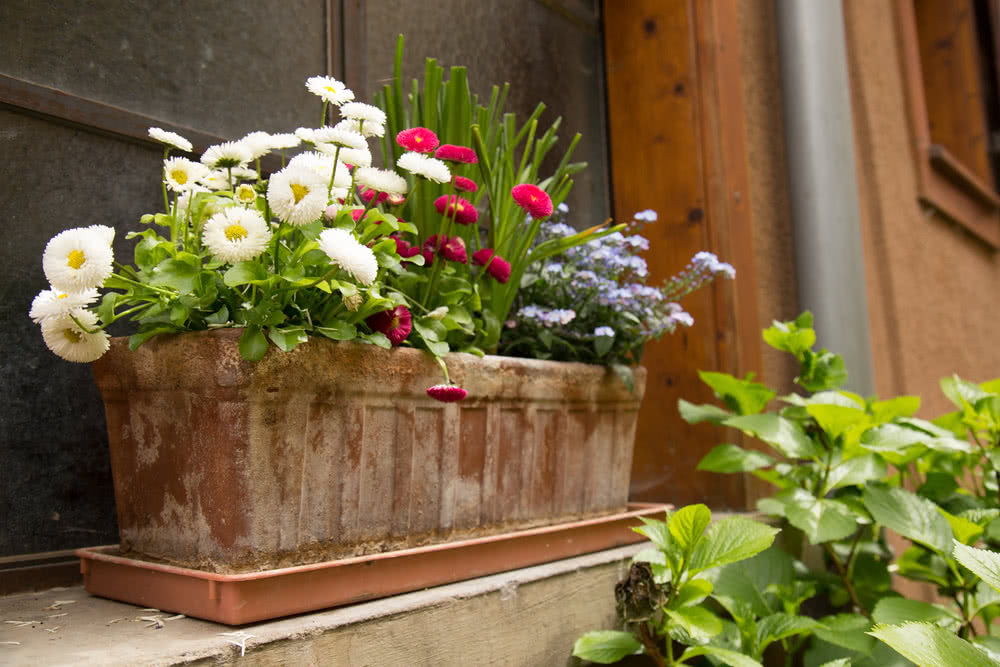 Window Box Garden 21 Beginner Friendly Annuals To Grow In Window Boxes