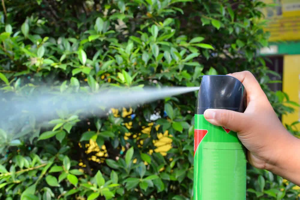 Spraying Pesticides on Plants? Know the Safety Precautions