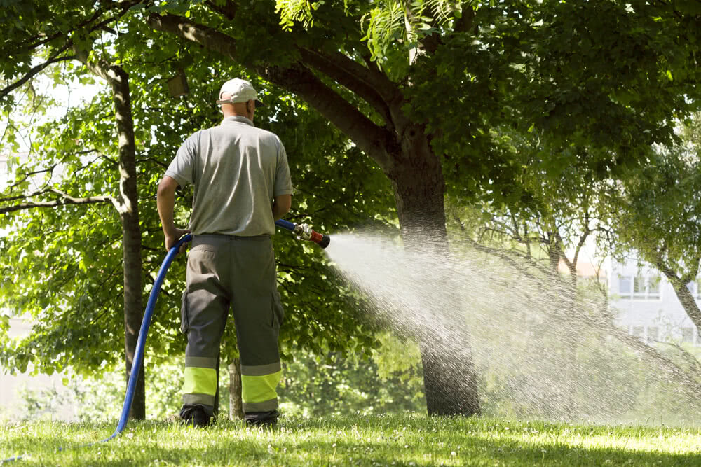 Tree Using Water The Basics of Watering Trees – Ugaoo