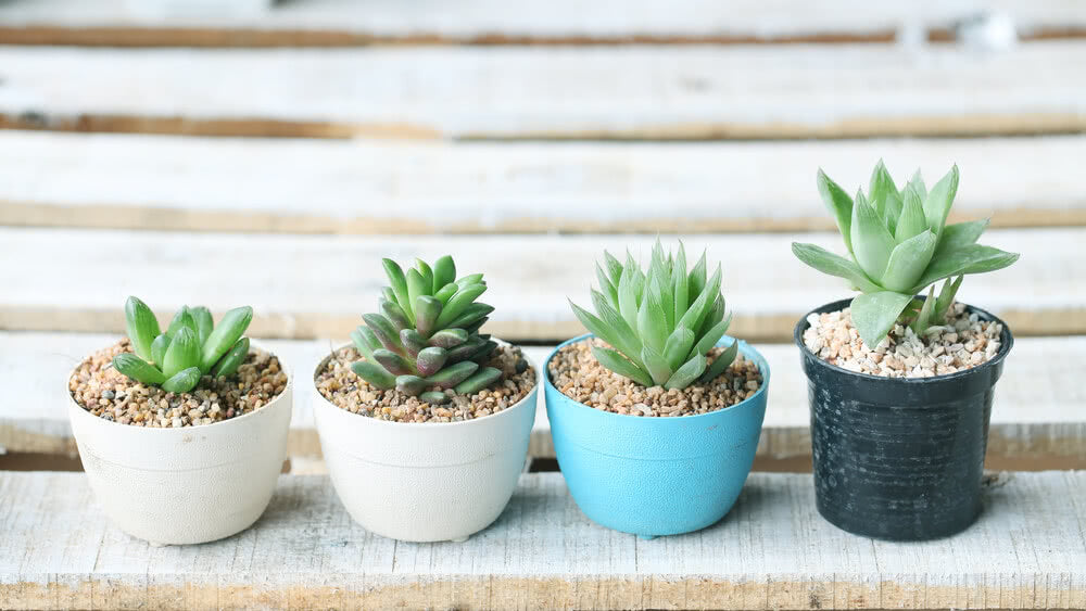 How to grow succulents successfully
