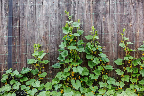 The best way to grow cucumbers