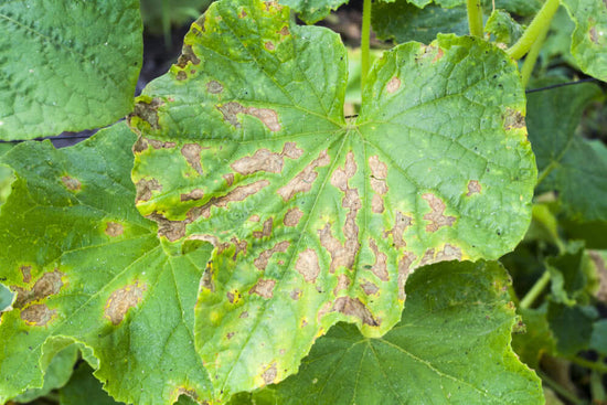 Plant diseases caused in rainy season - Part 2