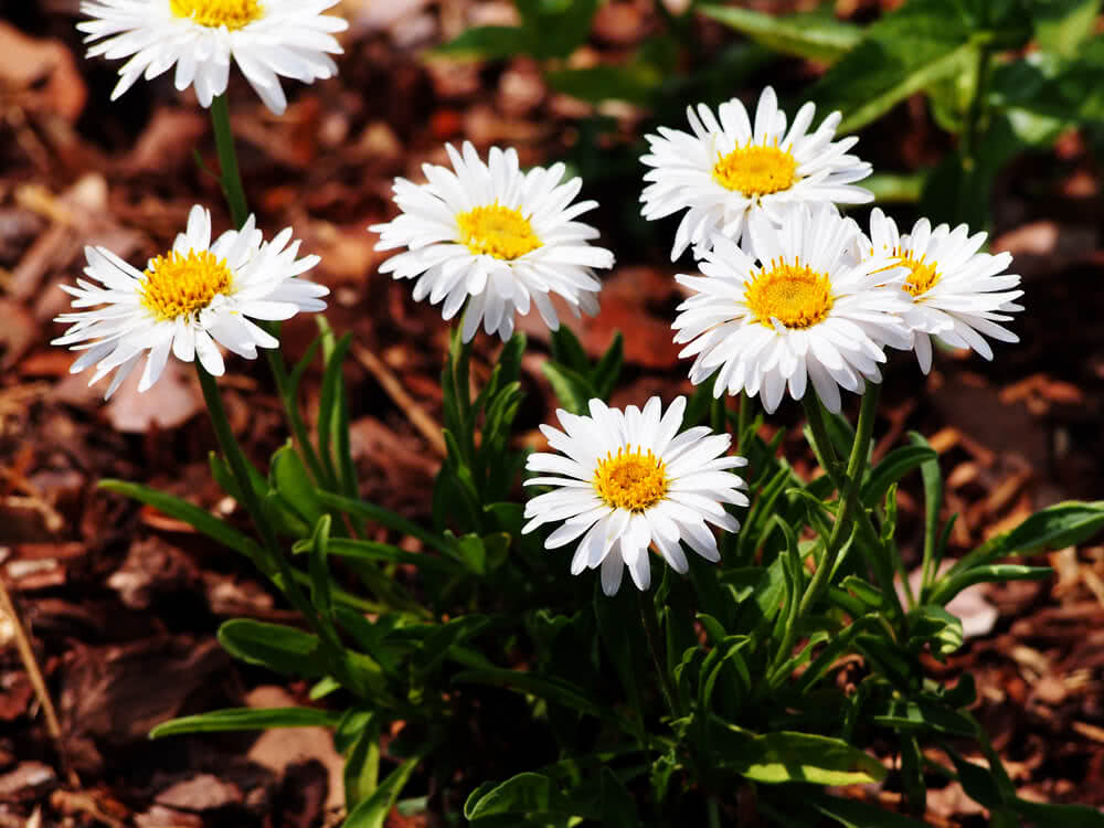 15 Winter Flowers for Indian Gardens: Annuals – Ugaoo