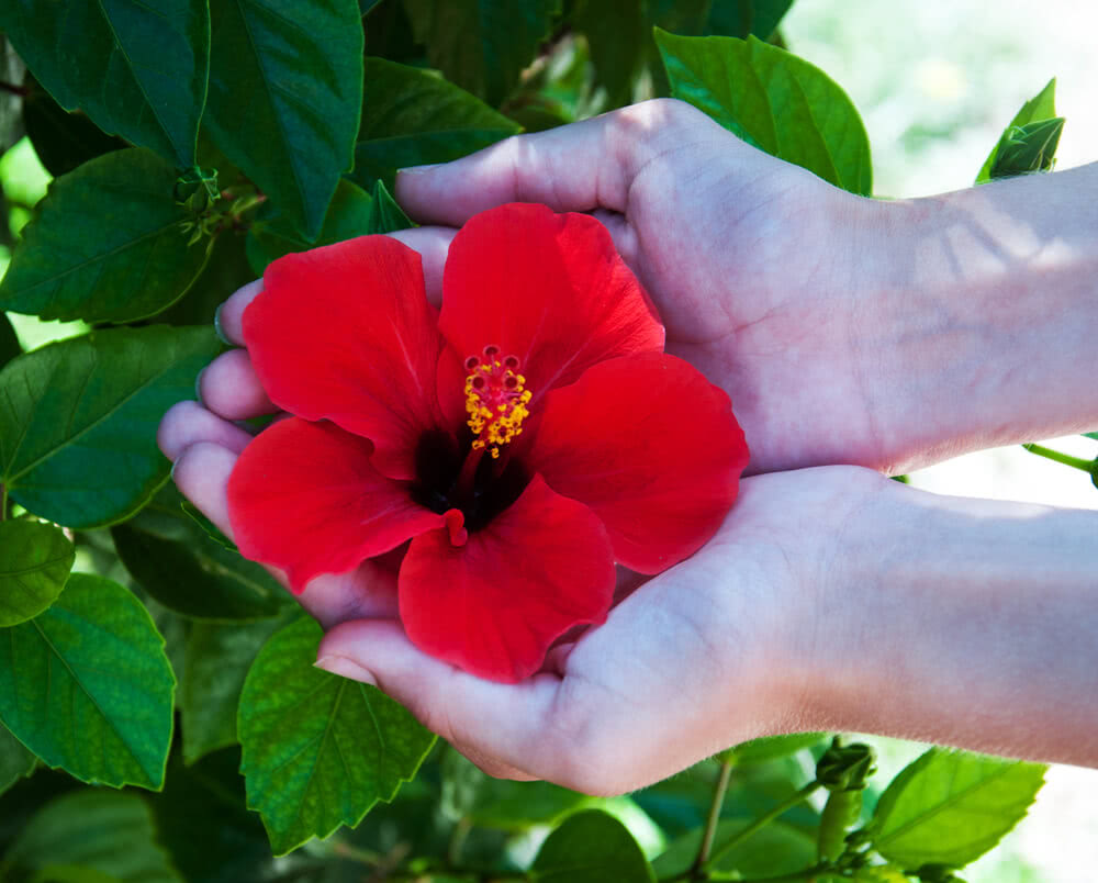 How to care for Hibiscus Plants?
