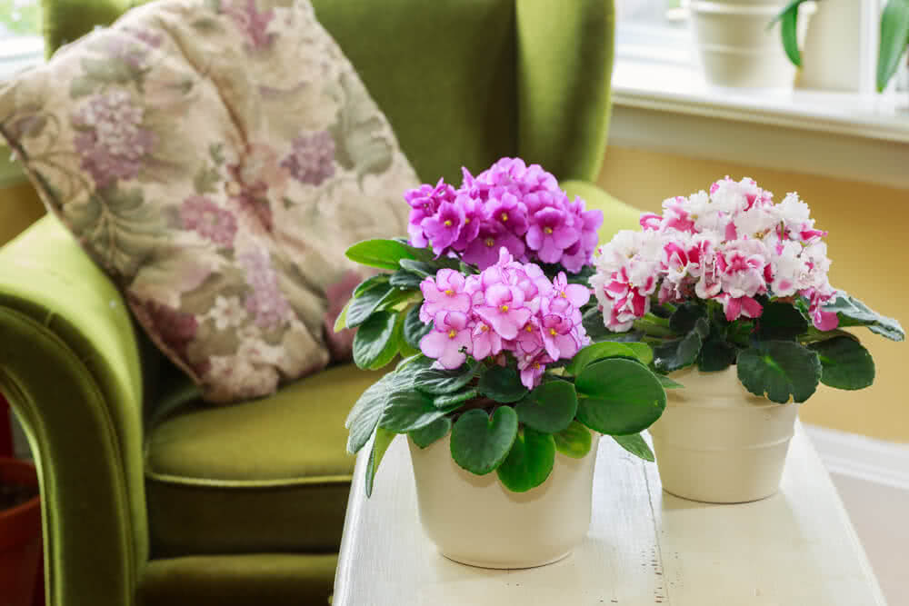 Create Beautiful Tabletops and Windows with African Violets