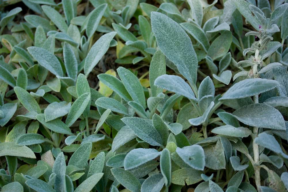 Growing stachys plant for natural bandage