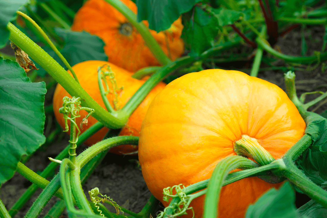 Tips For Growing Pumpkins
