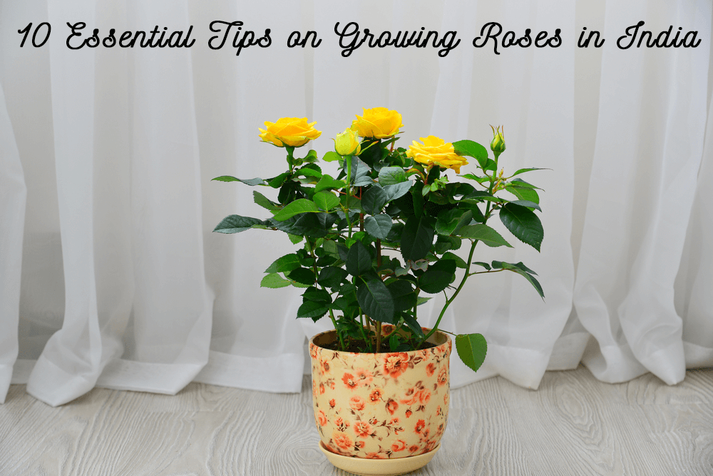 10 Essential tips on growing Roses in India