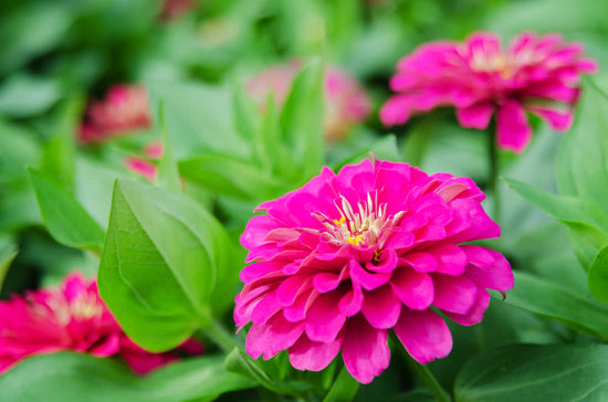 Grow Zinnia for a Burst of Color in your Garden