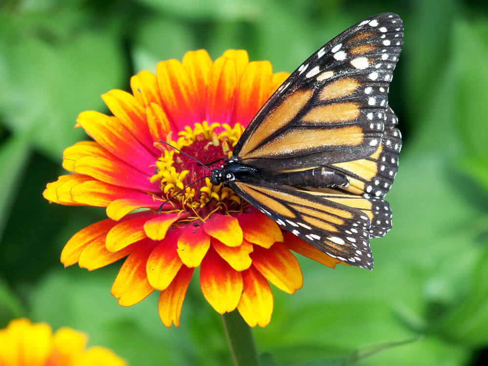 How to create a butterfly garden?