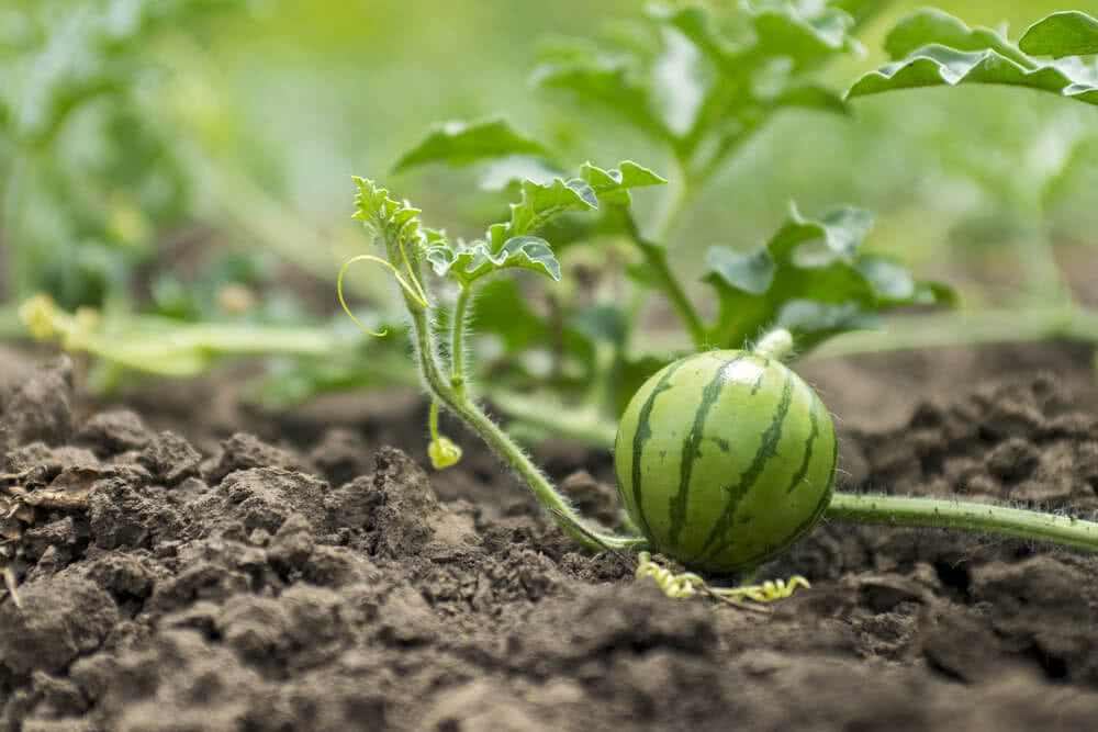Grow Watermelon from Seed