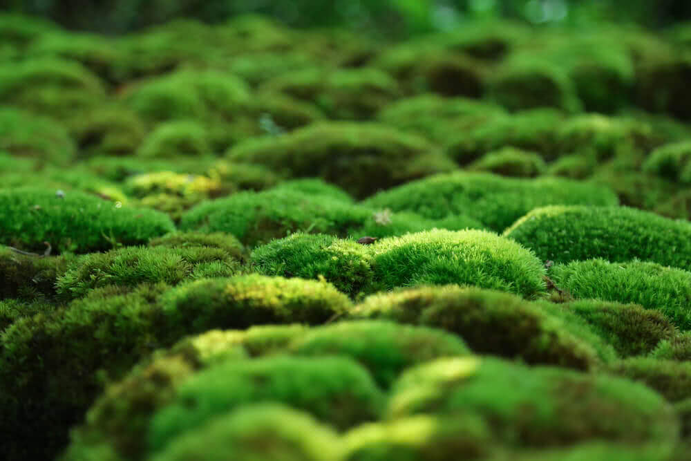 Where to Find Moss? - The Moss Collection & Uses