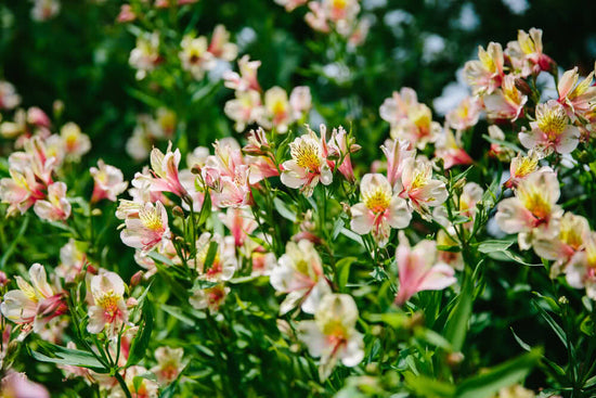 15 Superstar Summer Flowers for Indian Gardens