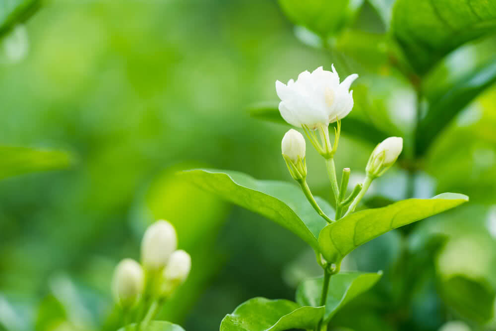 Everything About Growing Mogra (Arabian Jasmine) Plant