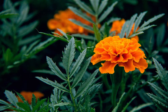 Why do you need Marigolds in your garden?