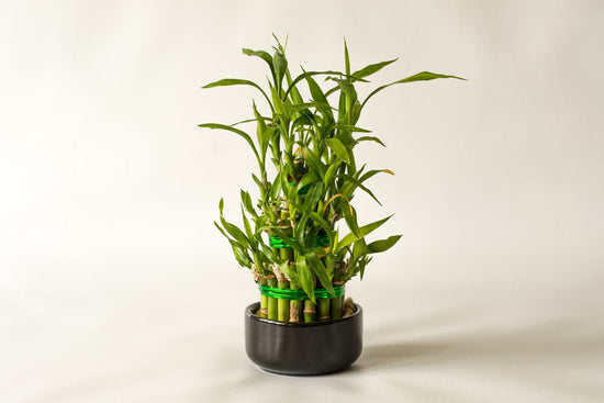 The Ultimate Guide to Lucky Bamboo Plant Care