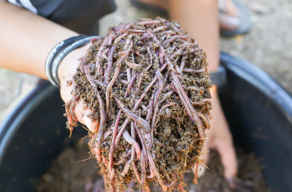 How to use Vermicompost?