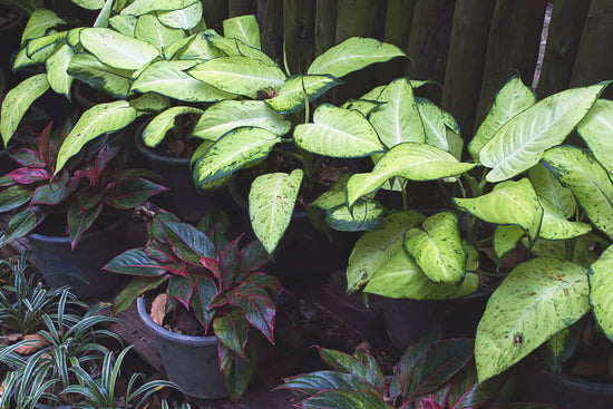 Importance of Humidity in Indoor Gardening