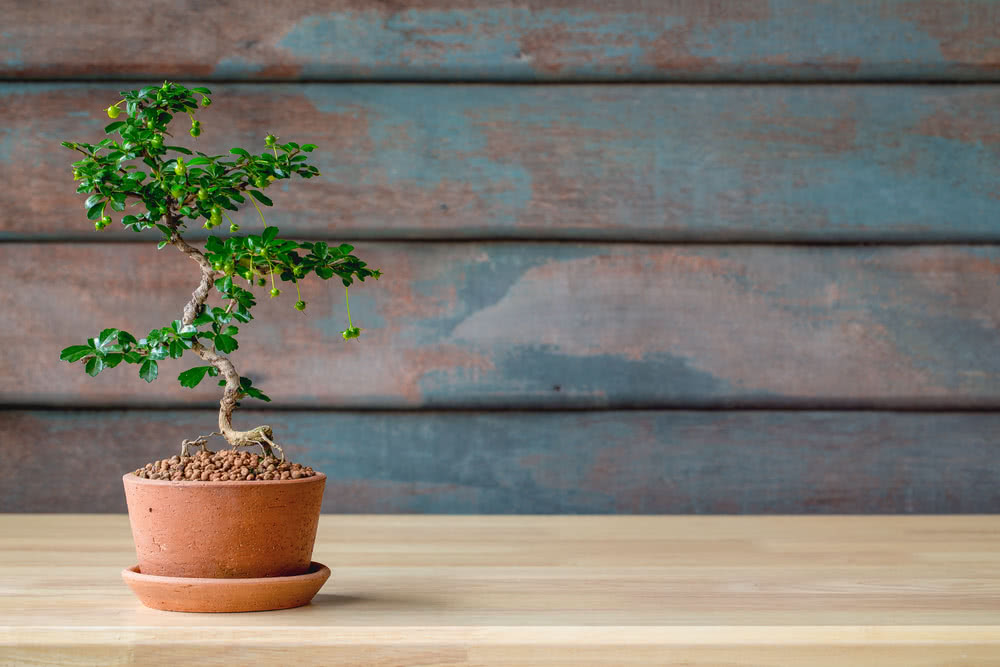 Tree Shadding Top 10 Shade-Giving Trees in India – Ugaoo