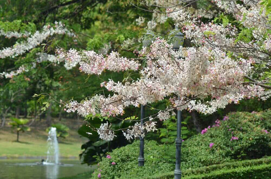 10 Beautiful Small Flowering Trees for Your Garden