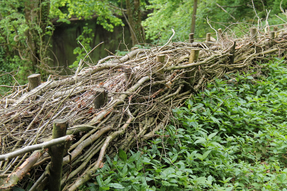 Learn Hedge Laying Like a Pro