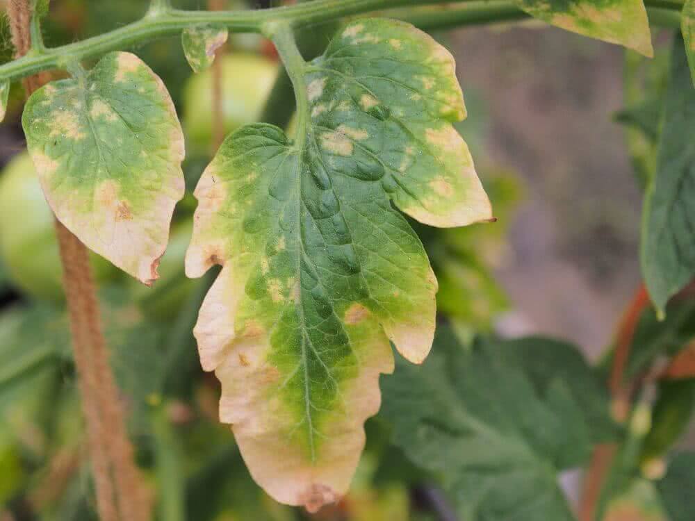 Copper Deficiency In Plants