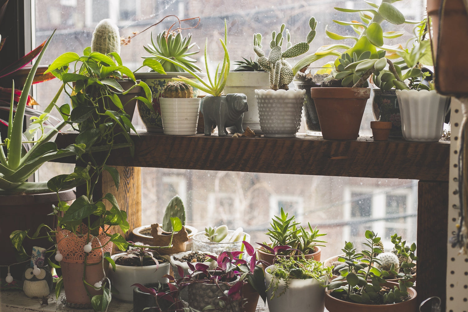 10 Mini Indoor Plants to Adorn Your Desks & Tabletops