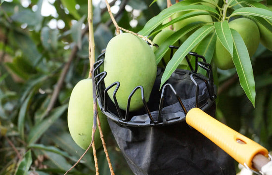 Mango Harvesting Guidelines