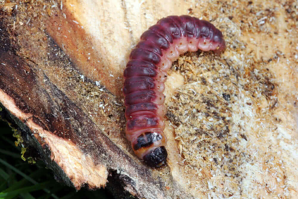 How to Get Rid of Bark Eating Caterpillar? – Ugaoo