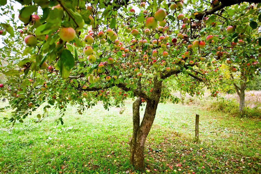 Orchard Def Developing a fruit tree orchard – Ugaoo