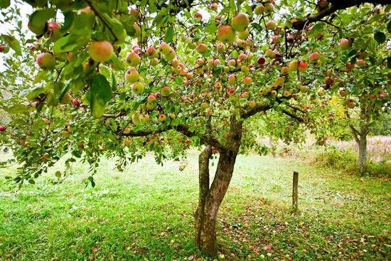Developing a fruit tree orchard