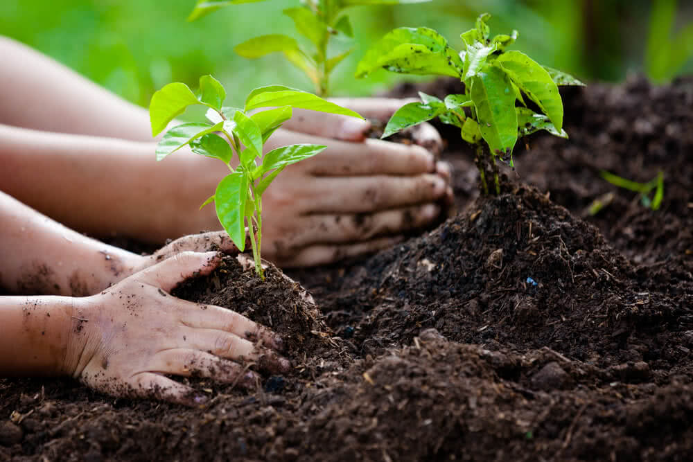World Environment Day: Is Planting Trees the Only Solution?