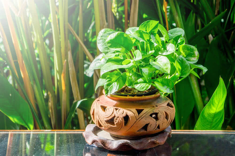 5 Gorgeous Indoor Vines to Decorate Your Home This Diwali