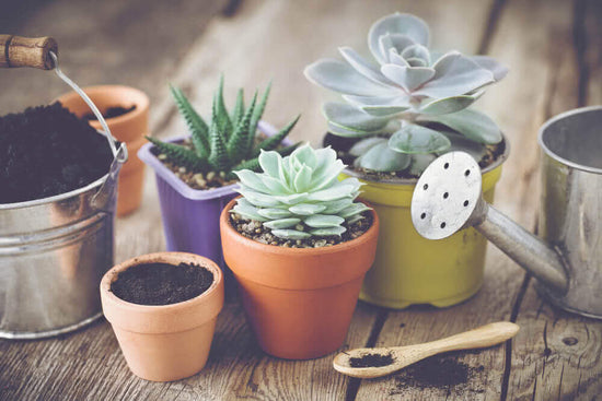 How to take care of the gardener's best friend - Succulents
