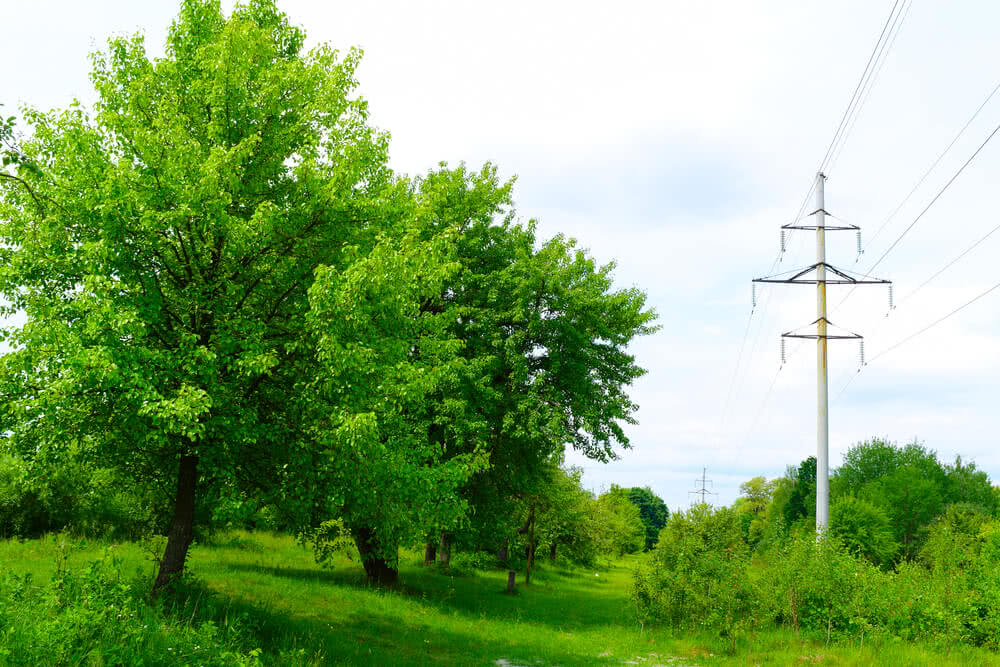 10 Trees You Can Grow Under Or Near Power Lines