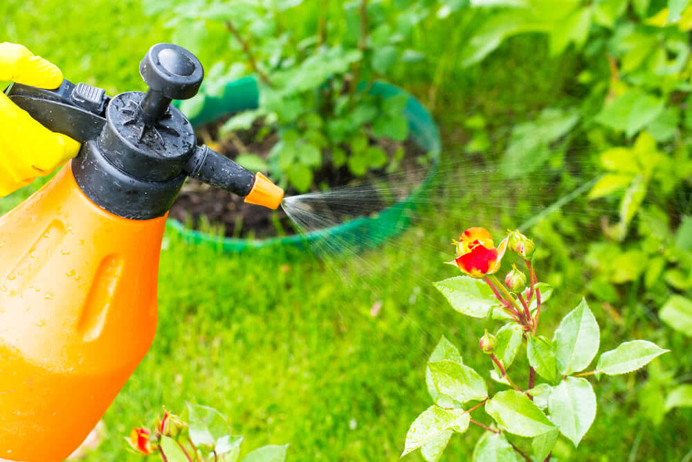 How to Destroy Pests Without Chemicals