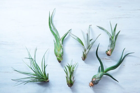 A Perfect Guide to Air Plant Care