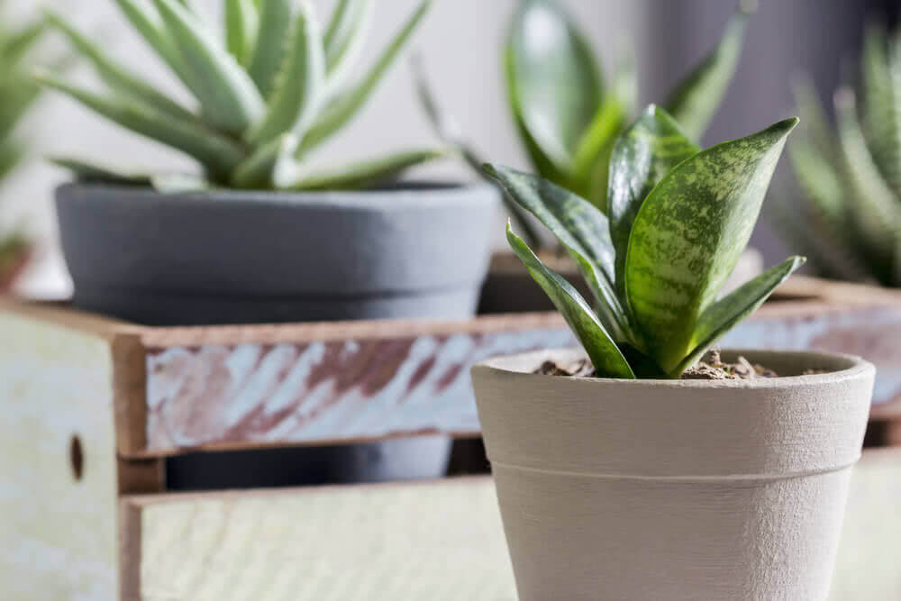 3 Green and Budget Friendly Air Purifiers