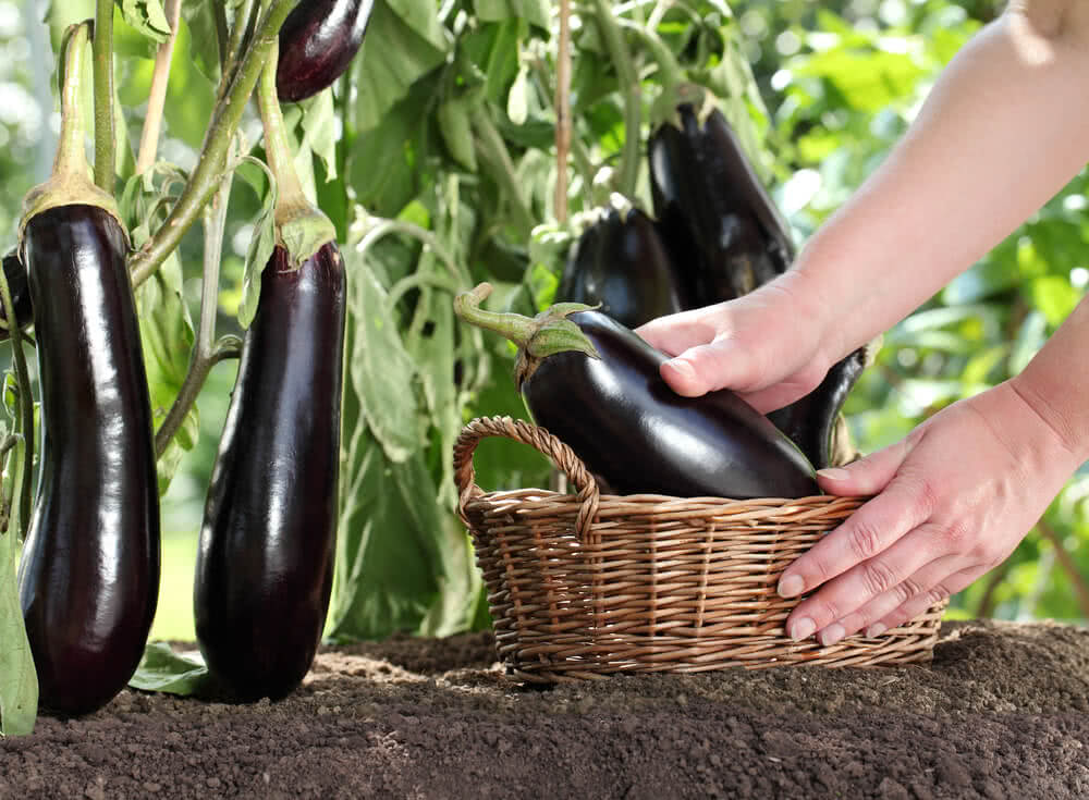Harvesting Eggplant at the Right Time