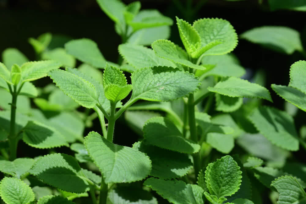 Patta Ajwain: Medicinal plant for home