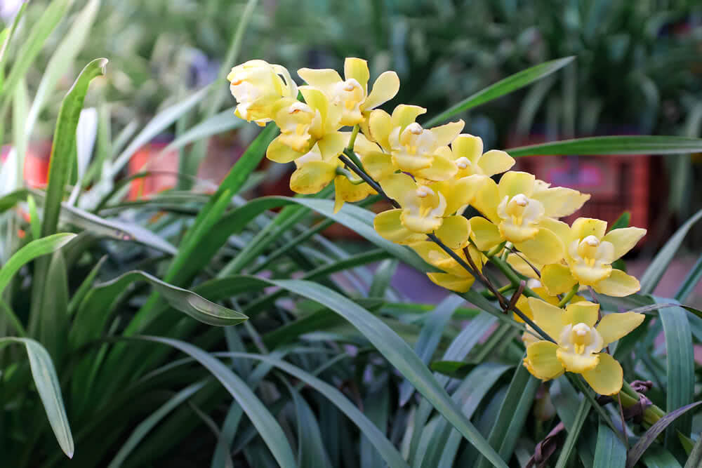 Welcome to the Bizarre World of Orchids