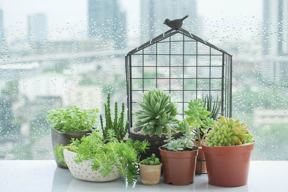 6 Super Succulents For Windowsill