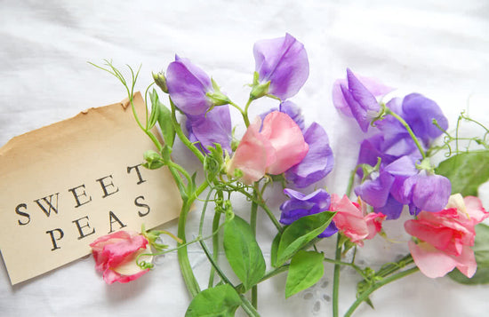 How to grow Sweet Peas flower in India