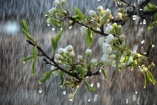 Is your garden Monsoon ready?