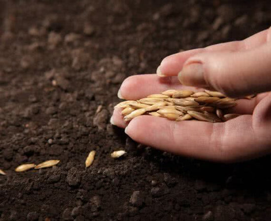 10 essential tips for seed sowing
