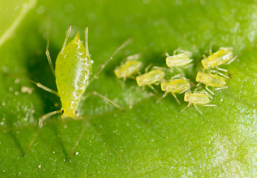 How to Get Rid of Aphids in the Garden?