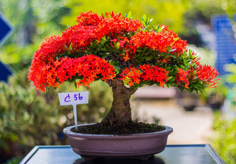 How to Make a New Bonsai Plant?
