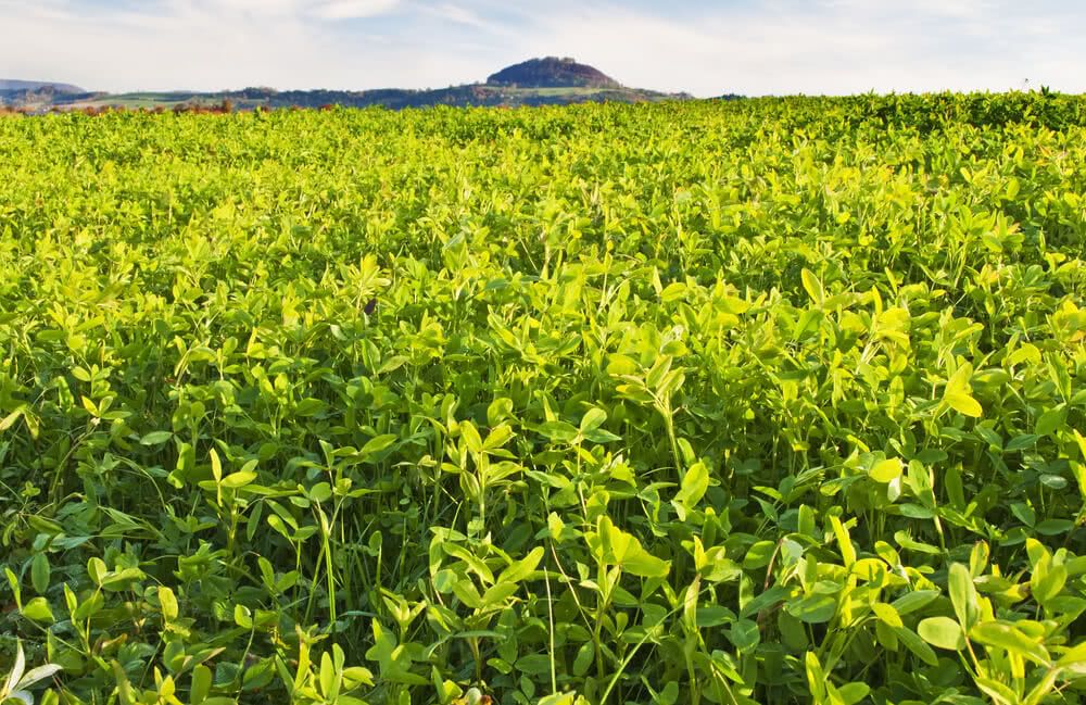 Green Menuring What is ‘Green Manuring’? – Ugaoo