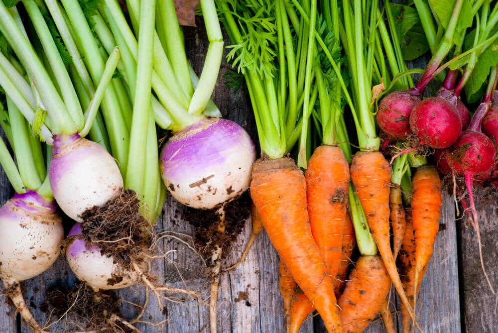 Rootable Vegetables Growing Root Vegetables in Pots – Ugaoo